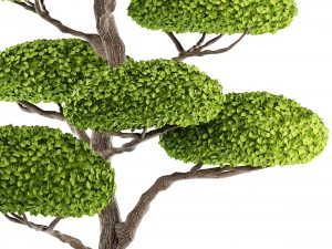 bonsai tree 3D Model