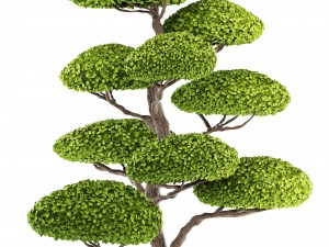 bonsai tree 3D Model