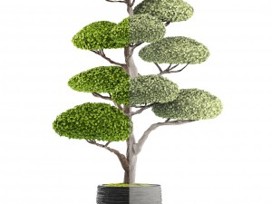 bonsai tree 3D Model
