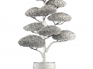 bonsai tree 3D Model