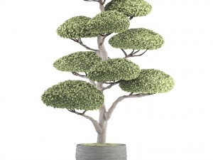 bonsai tree 3D Model