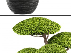 bonsai tree 3D Model