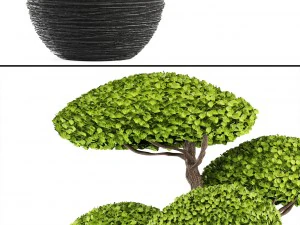 bonsai tree 3D Model