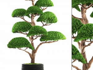 bonsai tree 3D Model
