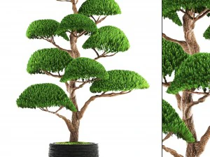 albero dei bonsai Modello 3D