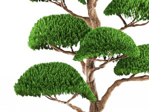 bonsai tree 3D Model