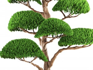 bonsai tree 3D Model