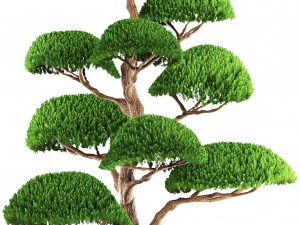 bonsai tree 3D Model