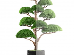 bonsai tree 3D Model