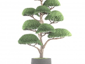 bonsai tree 3D Model
