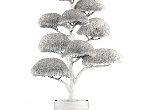 bonsai tree 3D Model