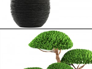 bonsai tree 3D Model