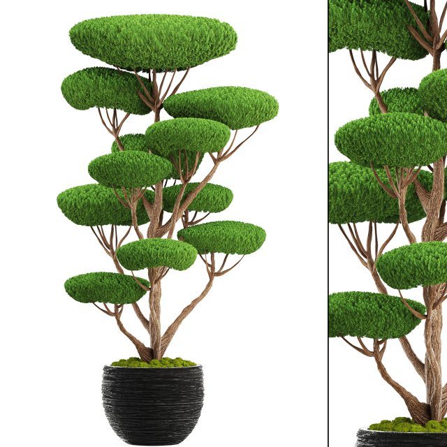 bonsai tree 3D Model .c4d .max .obj .3ds .fbx .stl .blend 