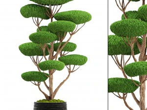 &aacute;rvore bonsai Modelo 3D