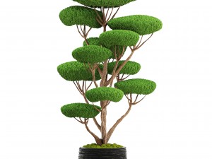 bonsai tree 3D Model