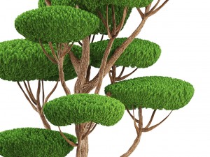 bonsai tree 3D Model