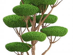 bonsai tree 3D Model