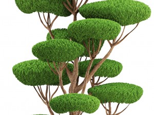 bonsai tree 3D Model