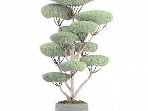 bonsai tree 3D Model