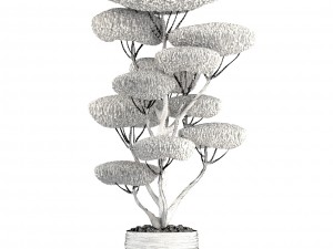 bonsai tree 3D Model