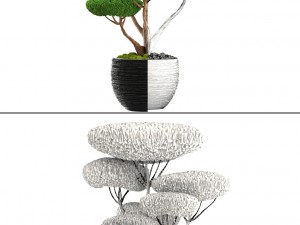 bonsai tree 3D Model