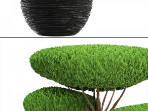 bonsai tree 3D Model