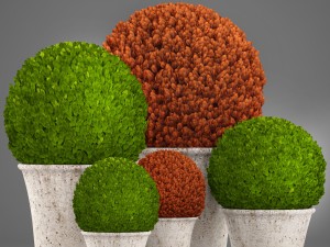 topiary bush buxus 3D-Modell