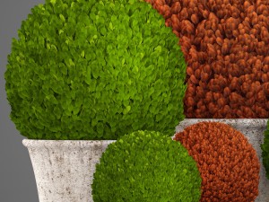 topiary bush buxus Modèle 3D