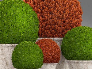 topiary bush buxus Modèle 3D