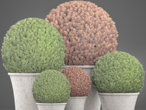 topiary bush buxus Modèle 3D