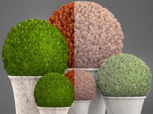 topiary bush buxus Modèle 3D