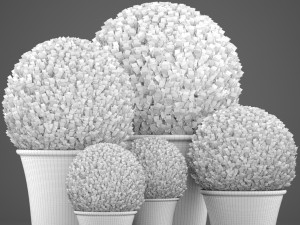 topiary bush buxus Modèle 3D