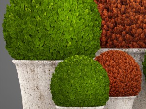 topiary bush buxus Modèle 3D