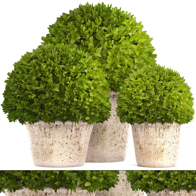 topiary bush buxus Modello 3D .c4d .max .obj .3ds .fbx .stl .blend 