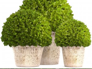 topiary bush buxus 3D-Modell