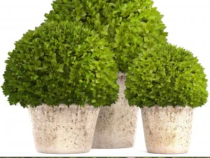buxus di cespuglio topiaria Modello 3D