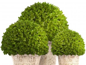topiary bush buxus Modello 3D