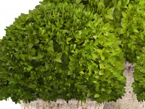 topiary bush buxus 3D Model