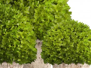 topiary bush buxus 3D Model