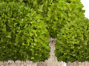 topiary bush buxus Modello 3D