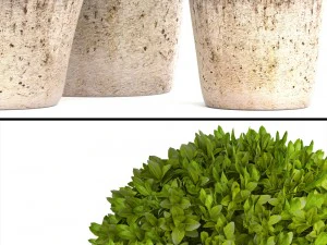 topiary bush buxus 3D Model