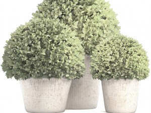 topiary bush buxus Modello 3D