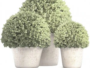 topiary bush buxus 3D Model
