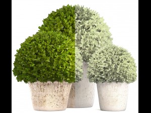 topiary bush buxus Modello 3D