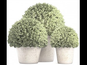 topiary bush buxus Modello 3D