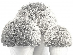 topiary bush buxus Modello 3D