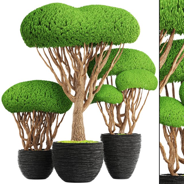 bonsai tree 3D मॉडल .c4d .max .obj .3ds .fbx .stl .blend 