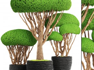 bonsai tree 3D मॉडल