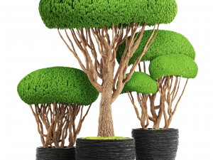 bonsai tree 3D मॉडल