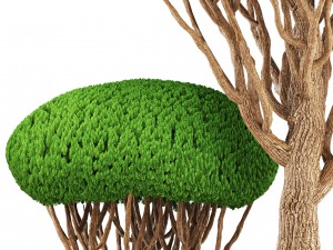 bonsai tree 3D मॉडल